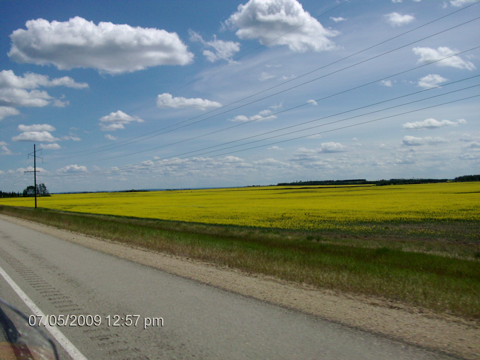 canola.jpg